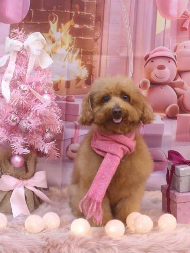 20241226チョコちゃん